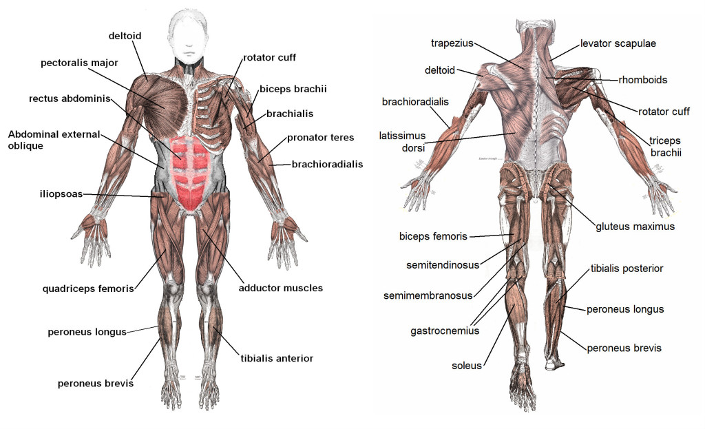 Muskler (fram- och baksida)